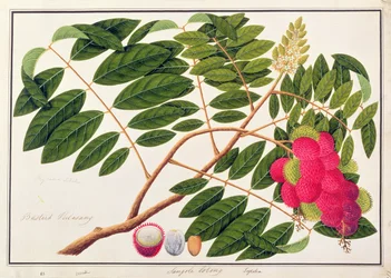 Sangole latong, fra Tegninger af planter fra Malacca, ca. 1805-18